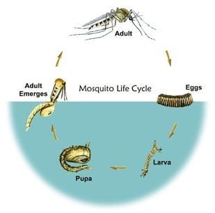 Can Mosquitoes Breed in Soapy Water?