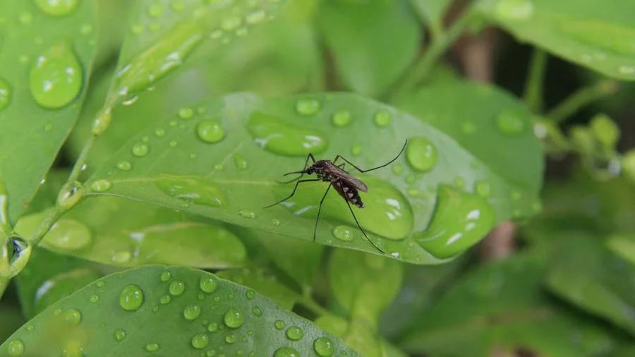 cheapest way to get rid of mosquitoes Cheapest Way to Get Rid of Mosquitoes?