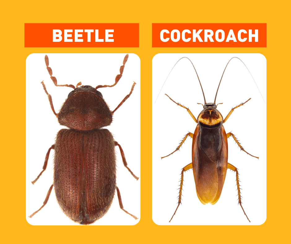 cockroach vs beetle Cockroach Vs Beetle?