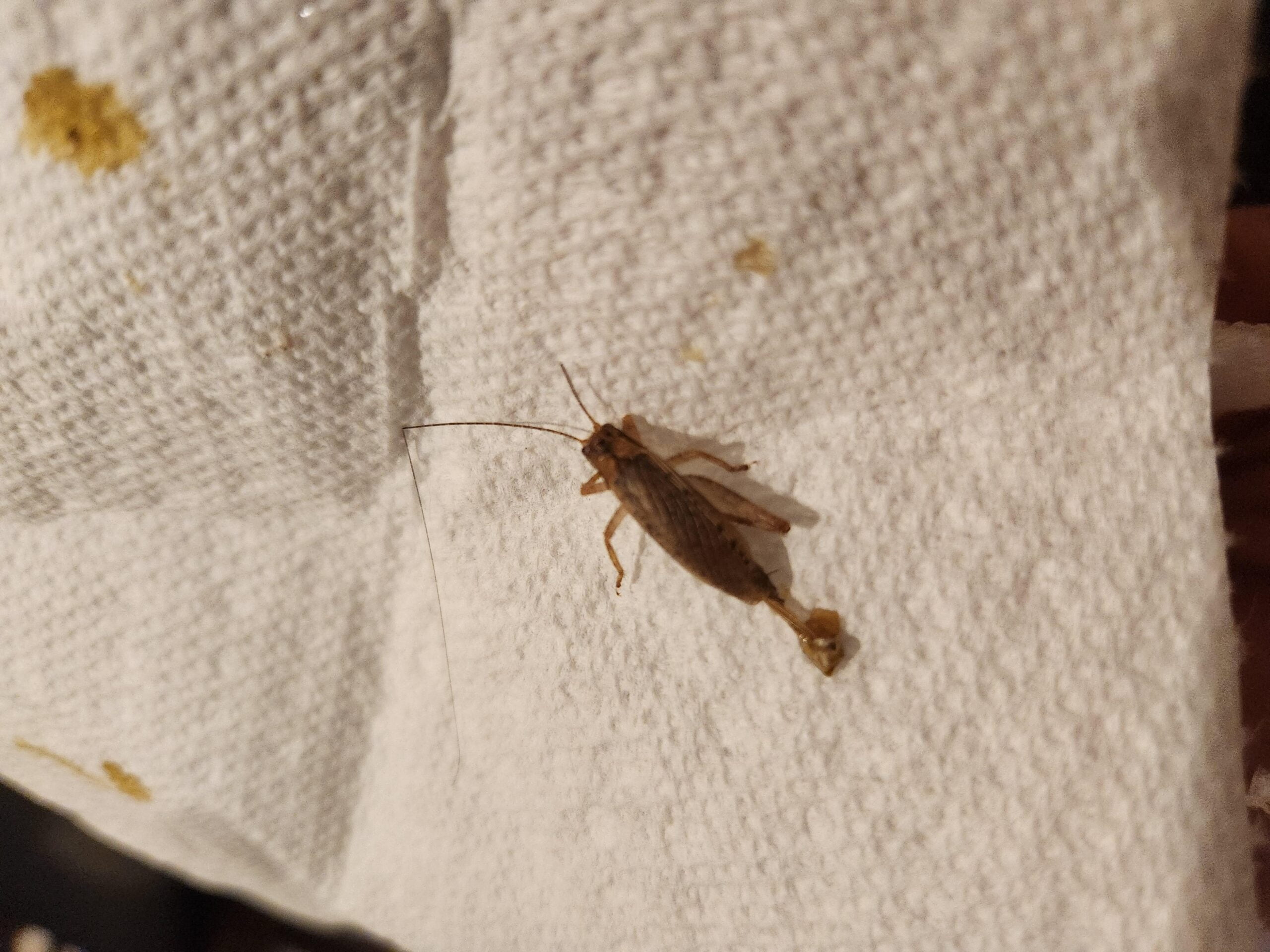 Cockroach Vs Cricket?