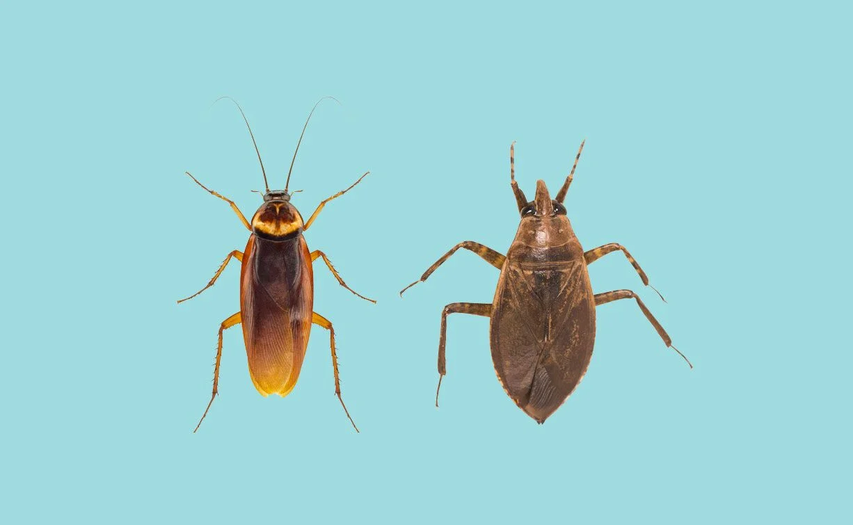 cockroach vs waterbug Cockroach Vs Waterbug?