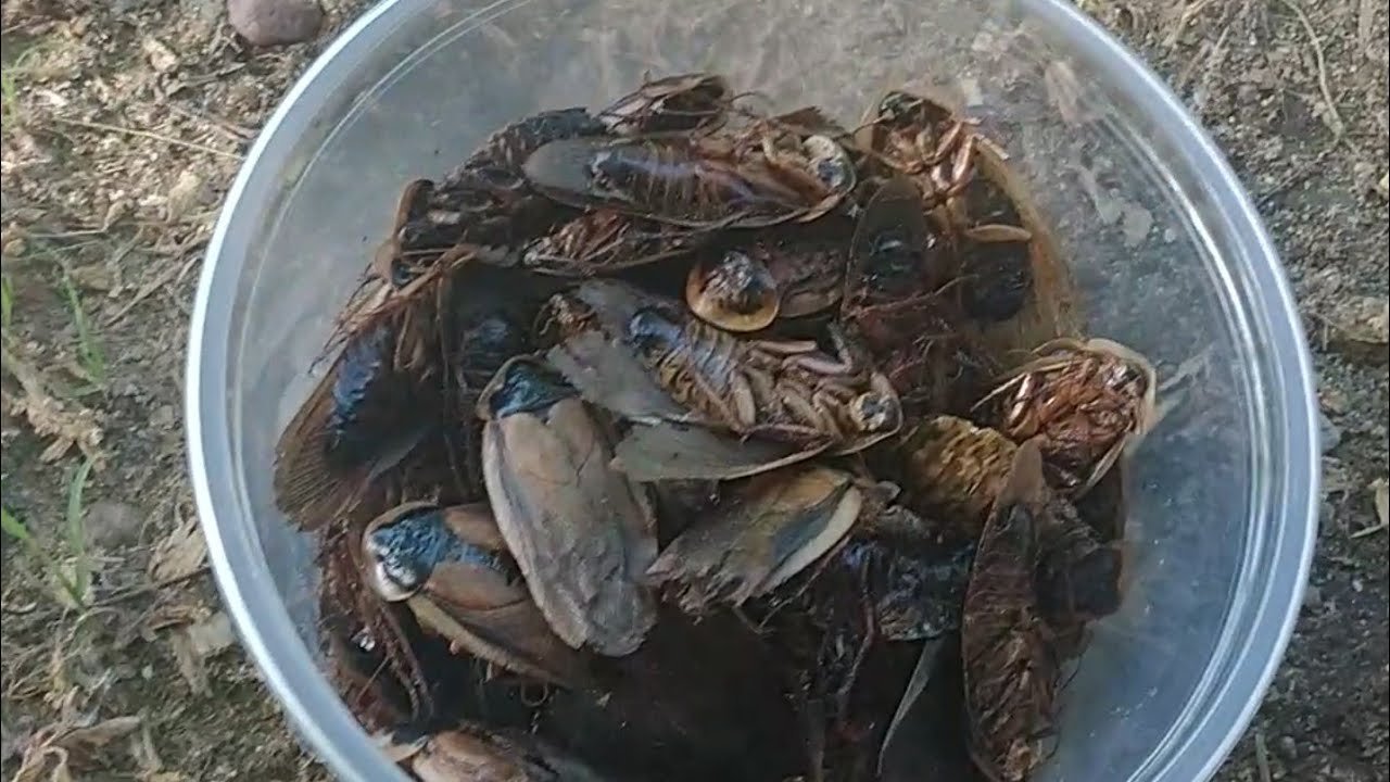 Do Roosters Eat Cockroaches?