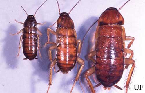 How Big are American Cockroaches?