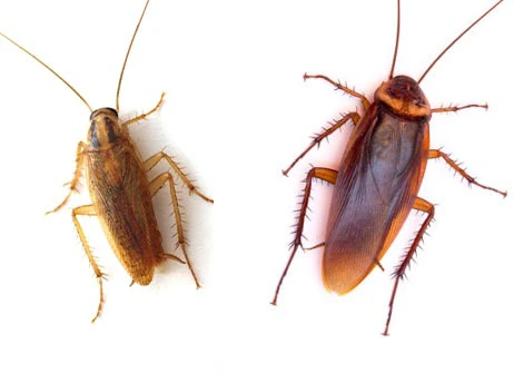 How Common are Cockroaches?