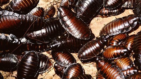 how many people have cockroaches How Many People Have Cockroaches?