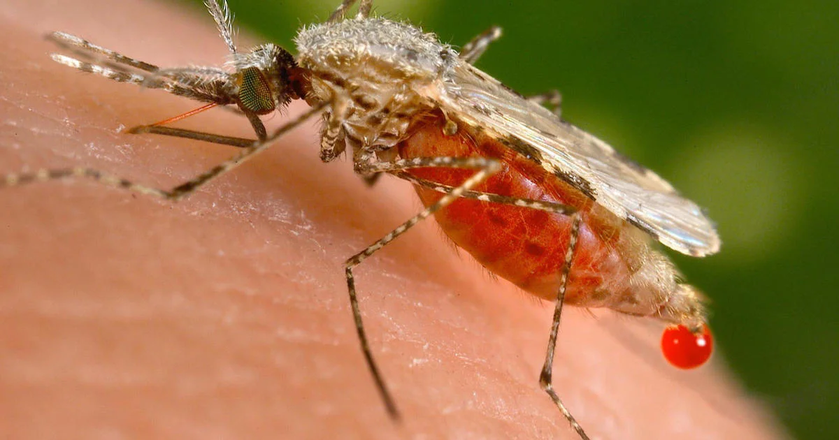 How Many People Have Died from Mosquitoes in History?
