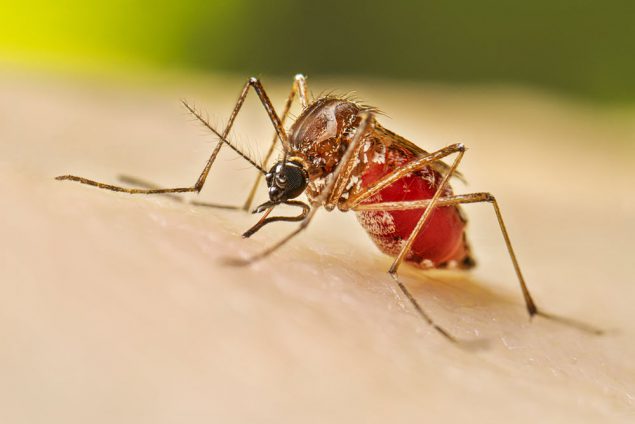 How Many People Have Died of Mosquito Bites?