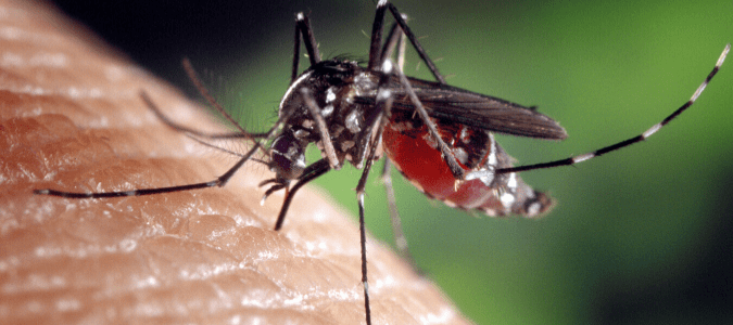 How Many Times Will One Mosquito Bite?