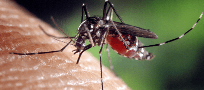 How Often Do Mosquitoes Carry Heartworm?