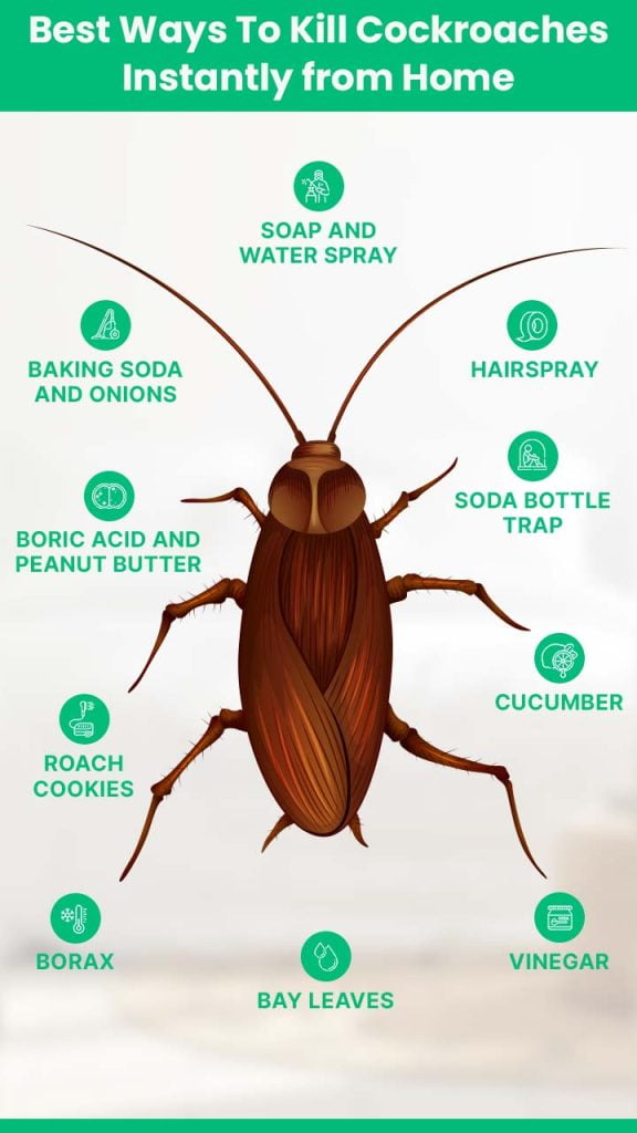 How to Avoid Cockroaches?