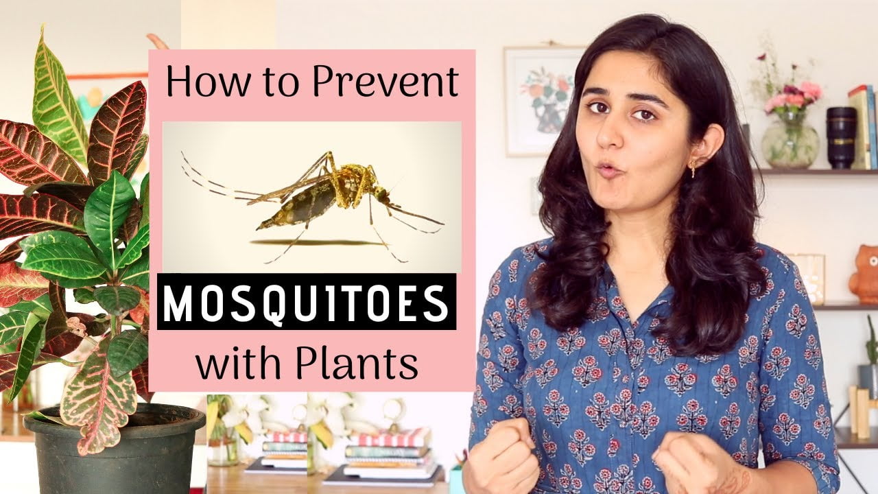 How to Avoid Mosquitoes from Indoor Plants?