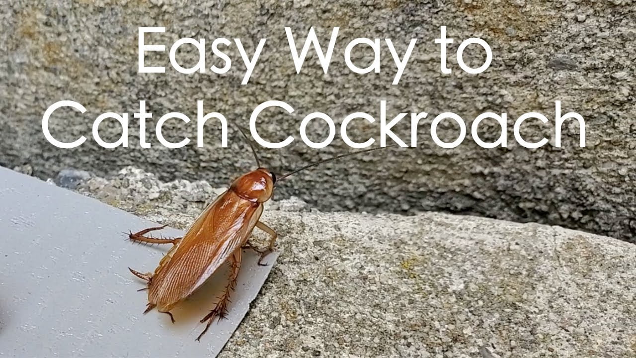 How to Catch a Cockroach?