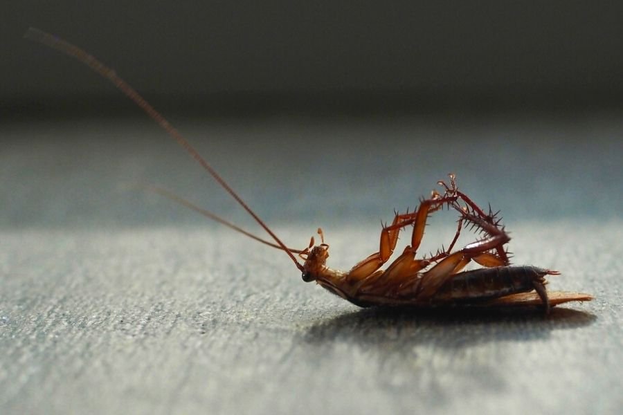 how to control roaches How to Control Roaches?