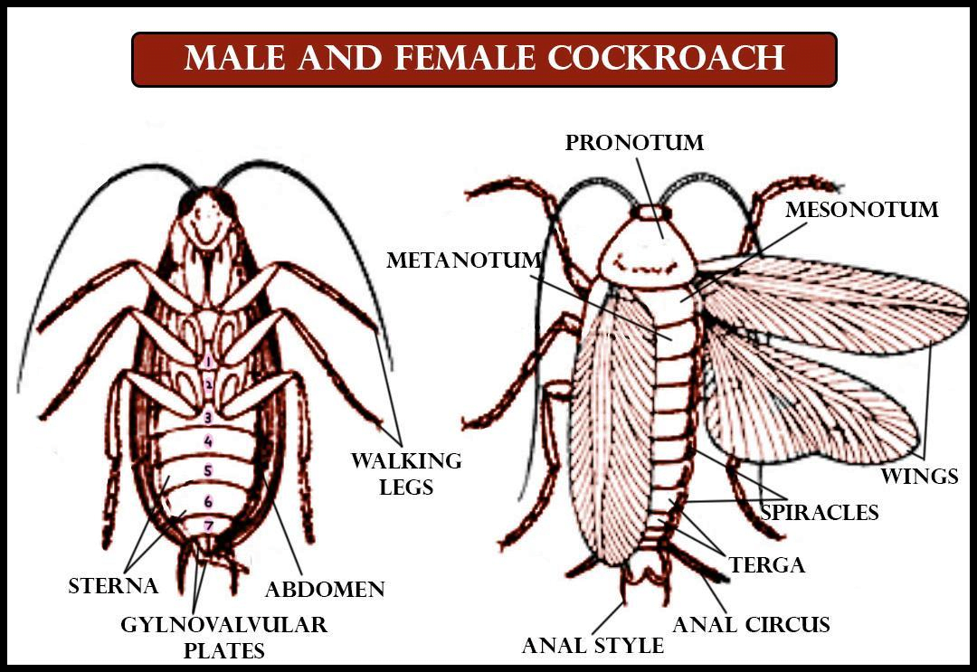 How to Identify Male Cockroach?