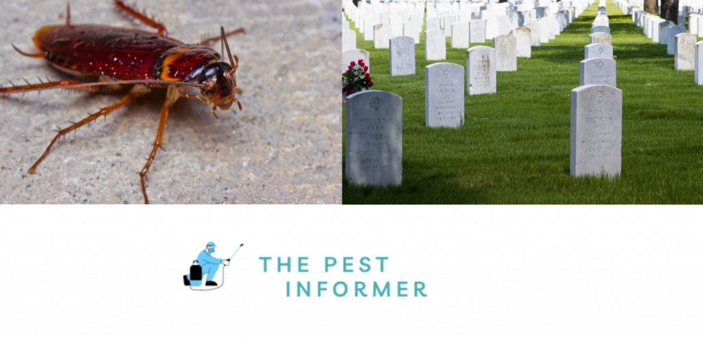 how to make cockroaches How to Make Cockroaches Extinct?