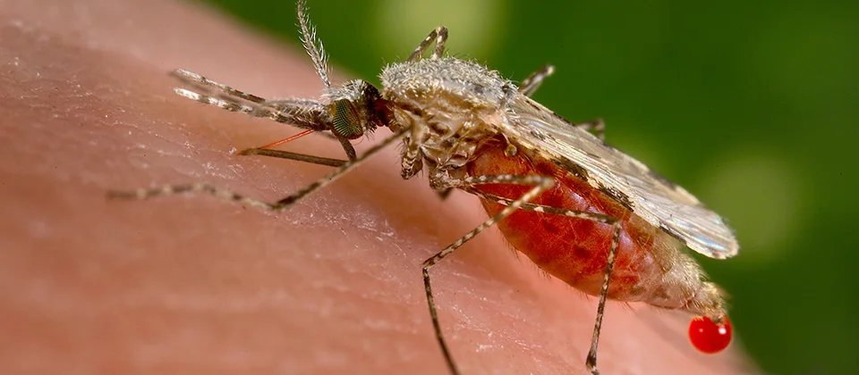 How to Make Mosquitoes Stop Biting Me?