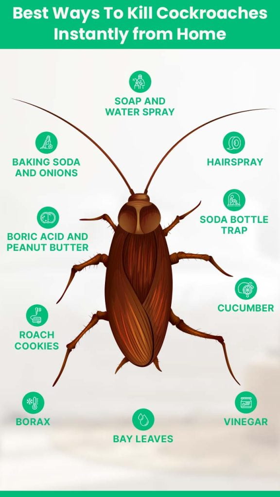 How to Stop Cockroaches?