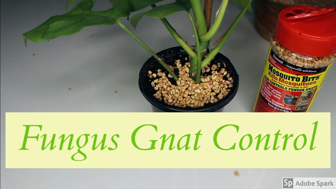 How to Use Mosquito Bits for Fungus Gnats?