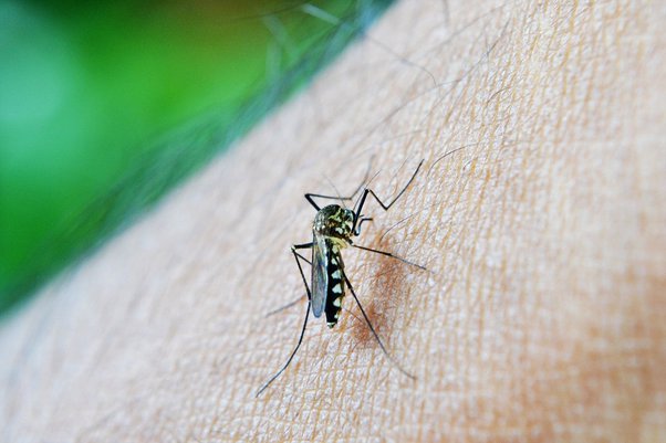 Is It Safe to Pop Mosquito Bites?