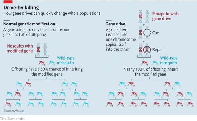 pros and cons of using a gene drive in mosquitoes Pros And Cons of Using a Gene Drive in Mosquitoes