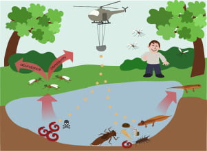 What are the Negative Effects of Mosquitoes?