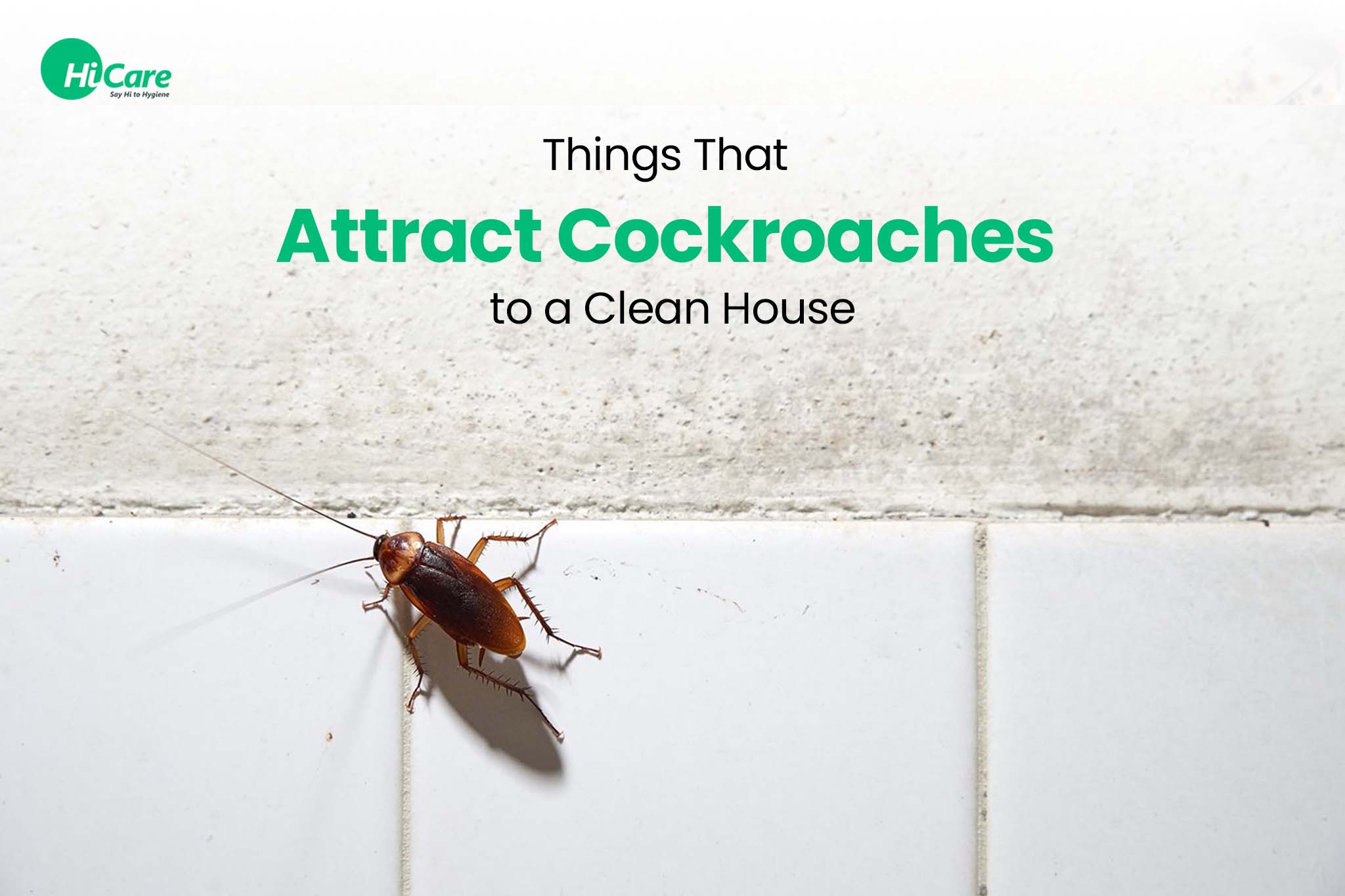 What Attracts Roaches?