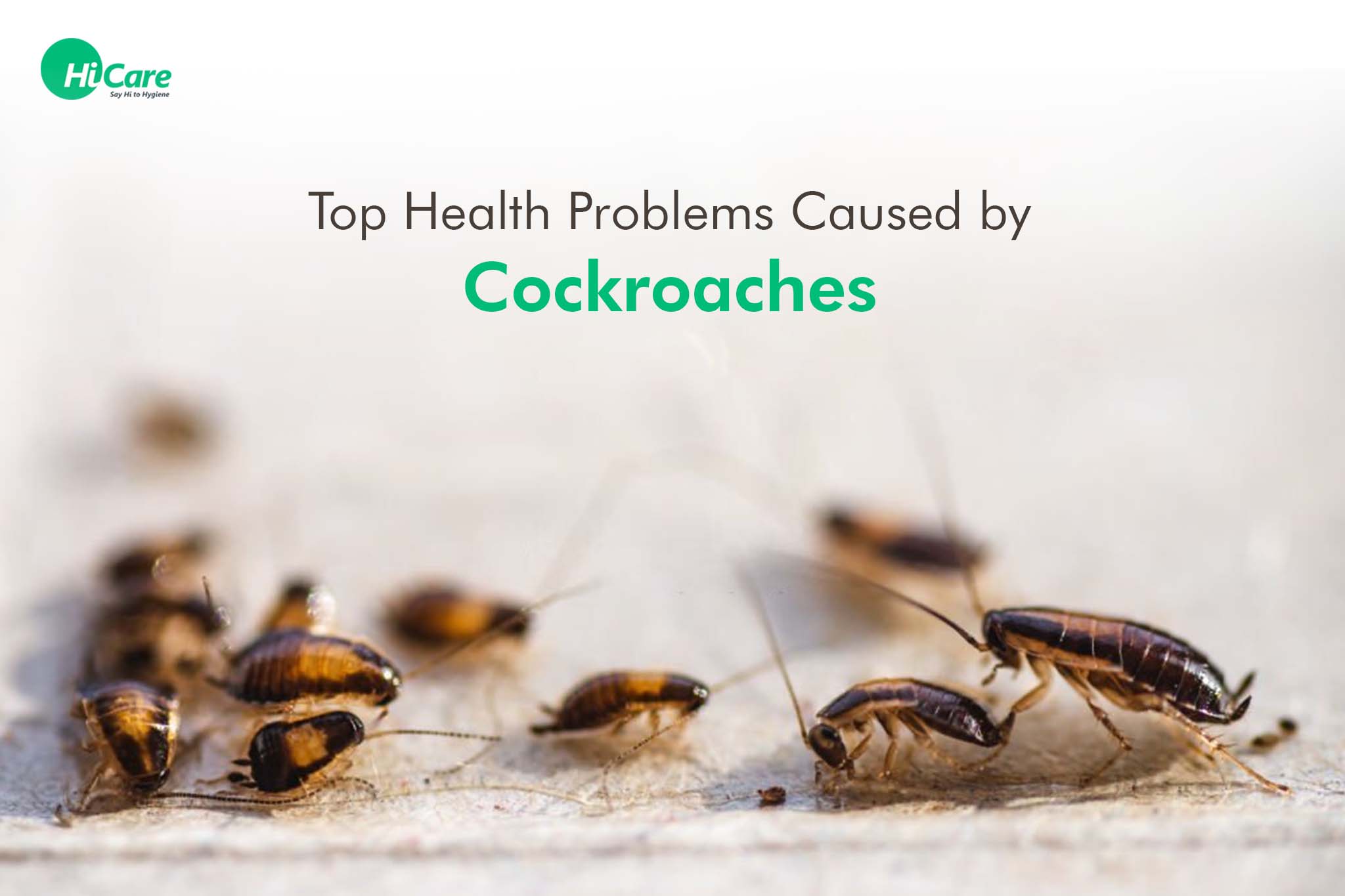 What Causes Roach Problems?