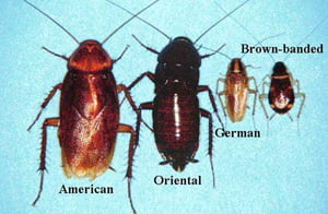 What Causes Roaches to Come?