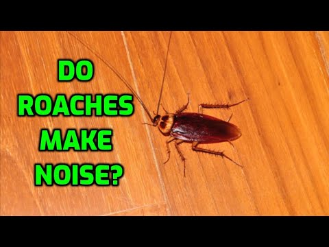 What Do Cockroach Sound Like?