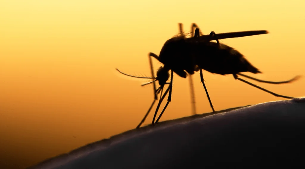 What Do Professionals Use for Mosquitoes?