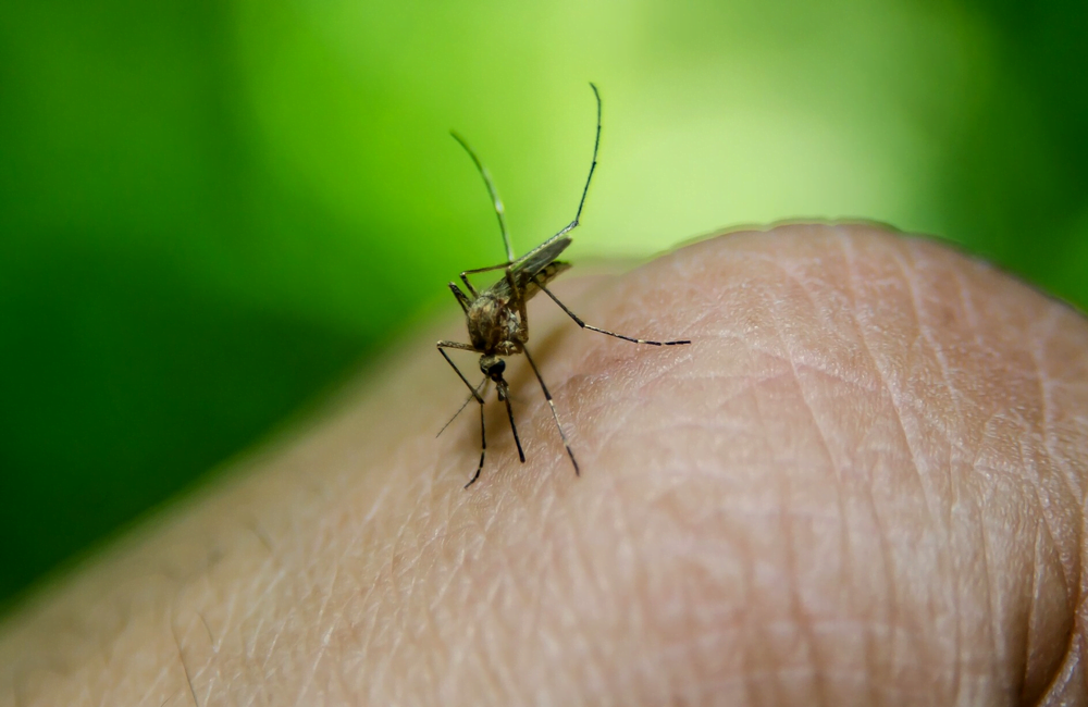 What If a Mosquito Bites Someone With Aids?