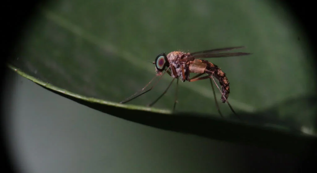 What If a Mosquito Bites Your Eye?