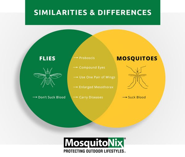 What is the Difference between Mosquito And Fly?