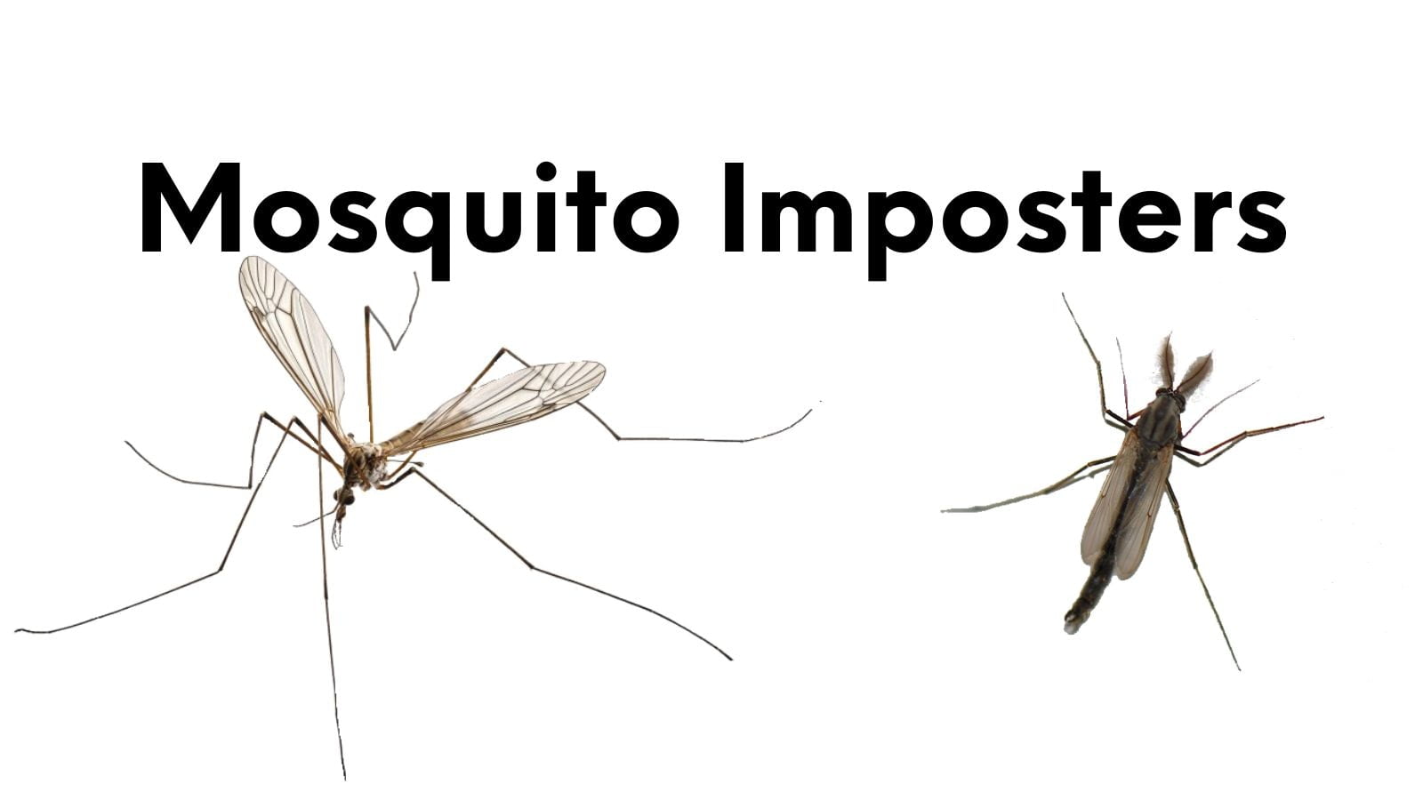 What is the Difference between Mosquito And Insect?