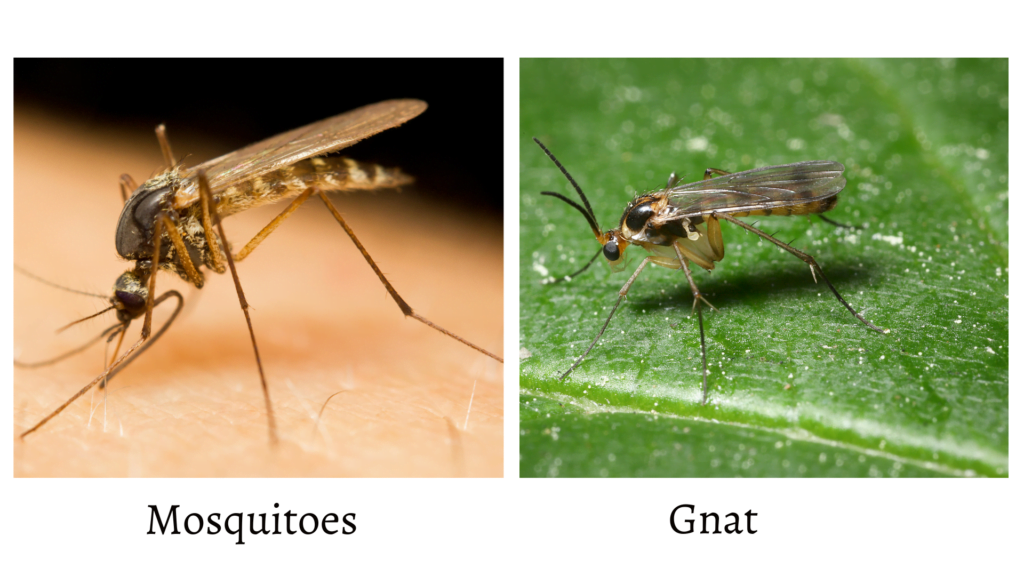 What is the Difference between Mosquitoes And Gnats?: Unveiled