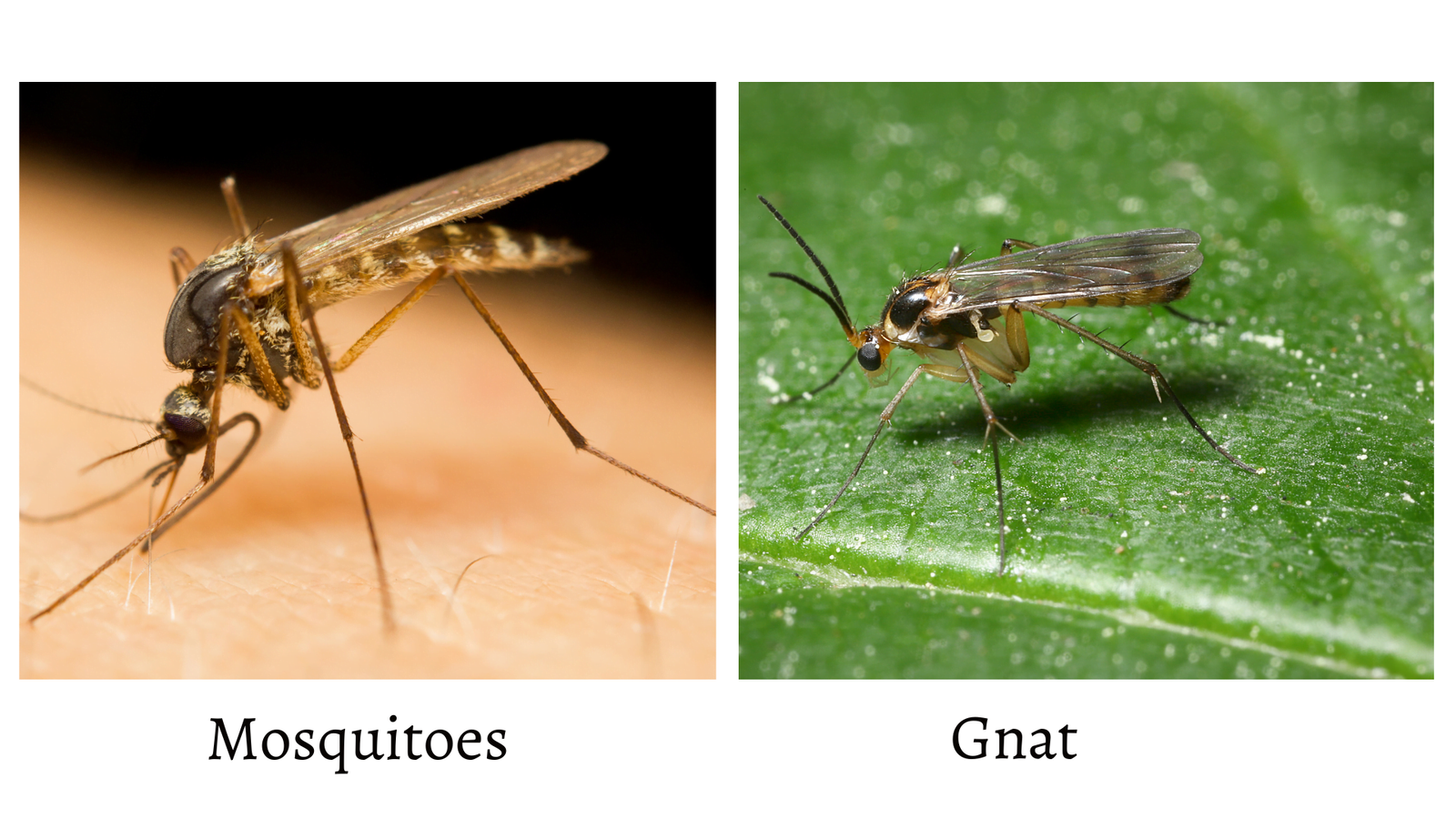 What is the Difference between Mosquitoes And Gnats?