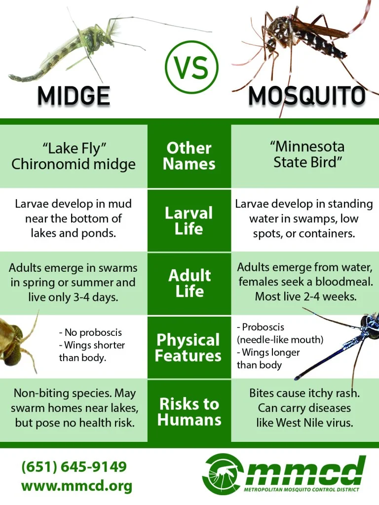 what is the difference between mosquitoes and midges What is the Difference between Mosquitoes And Midges?