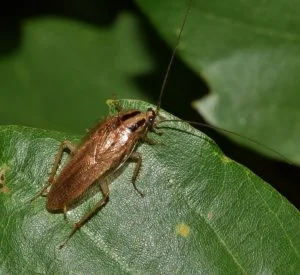 what purpose do cockroaches serve What Purpose Do Cockroaches Serve?