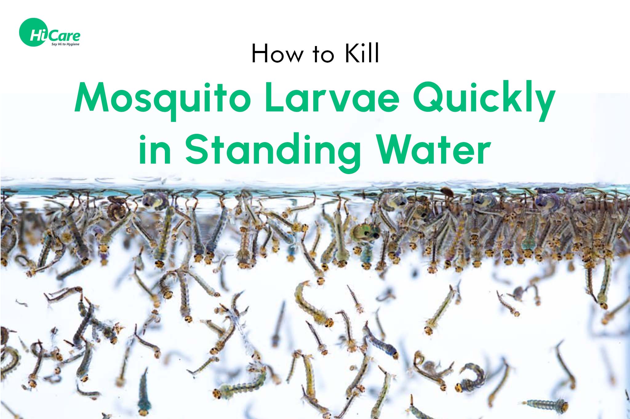 What to Do If You Find Mosquito Larvae?