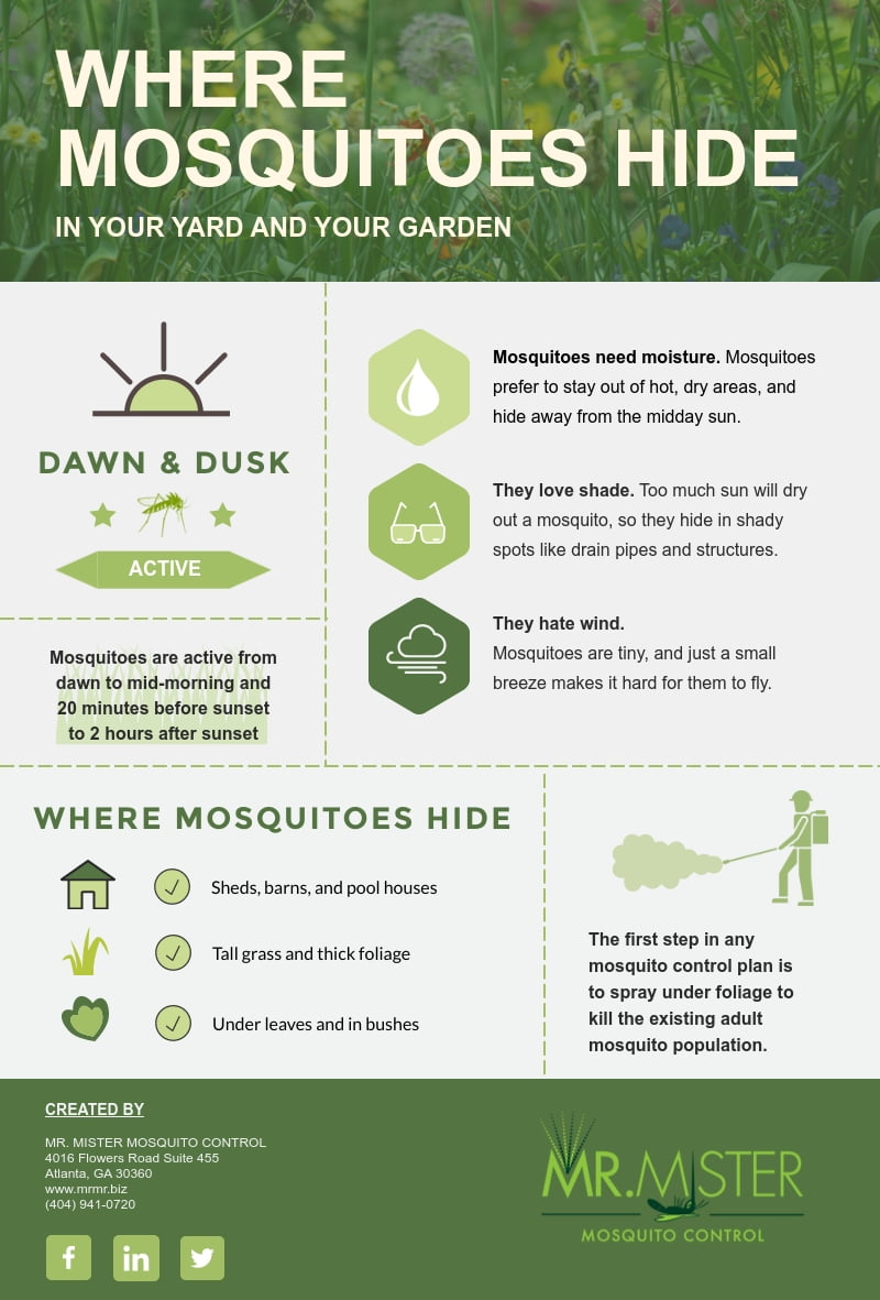 Where Do Mosquitoes Go During the Day?