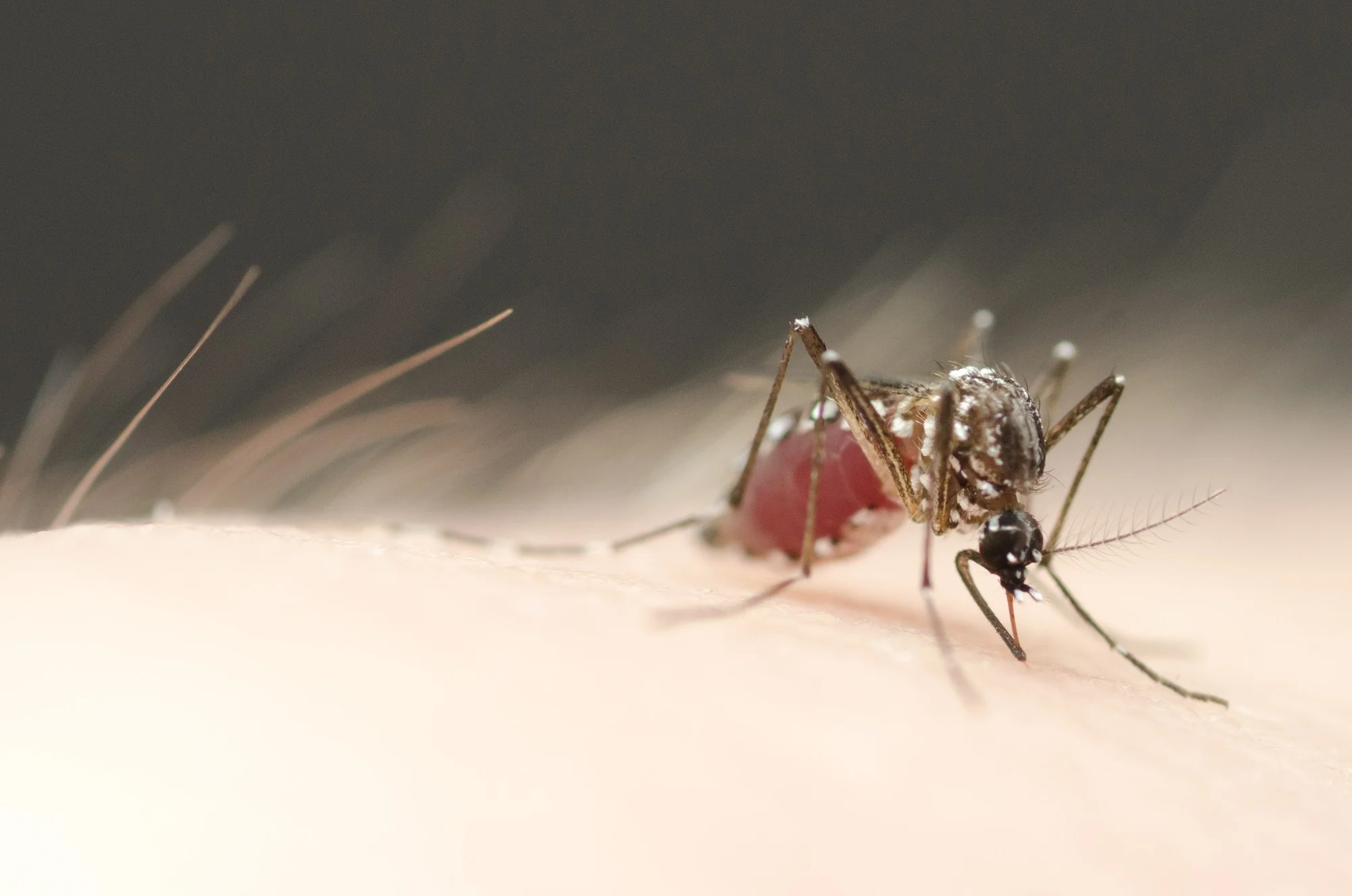 where do mosquitoes lay their eggs Where Do Mosquitoes Lay Their Eggs?