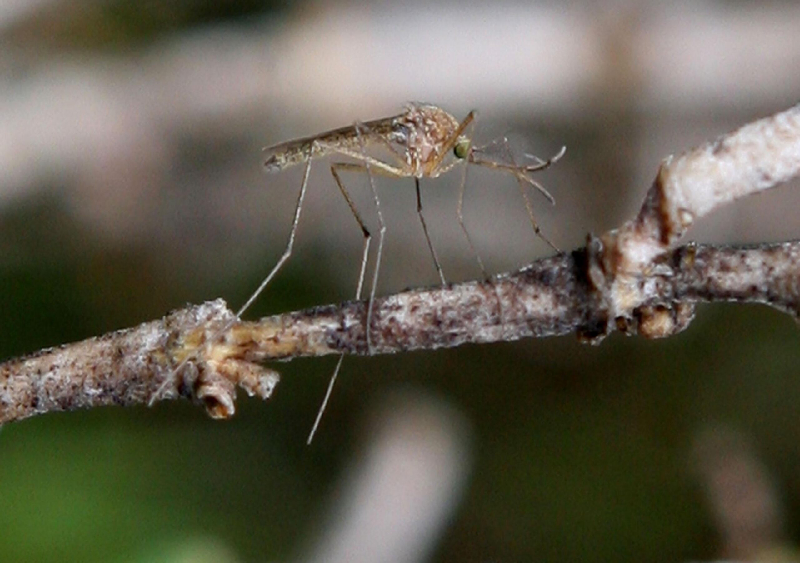 Why are Mosquitoes So Hard to Catch?