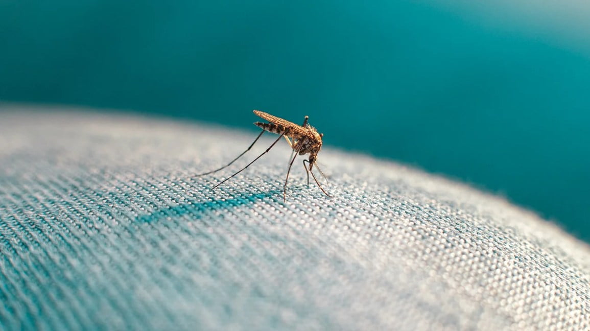 Why Can Mosquitoes Bite Through Clothes?