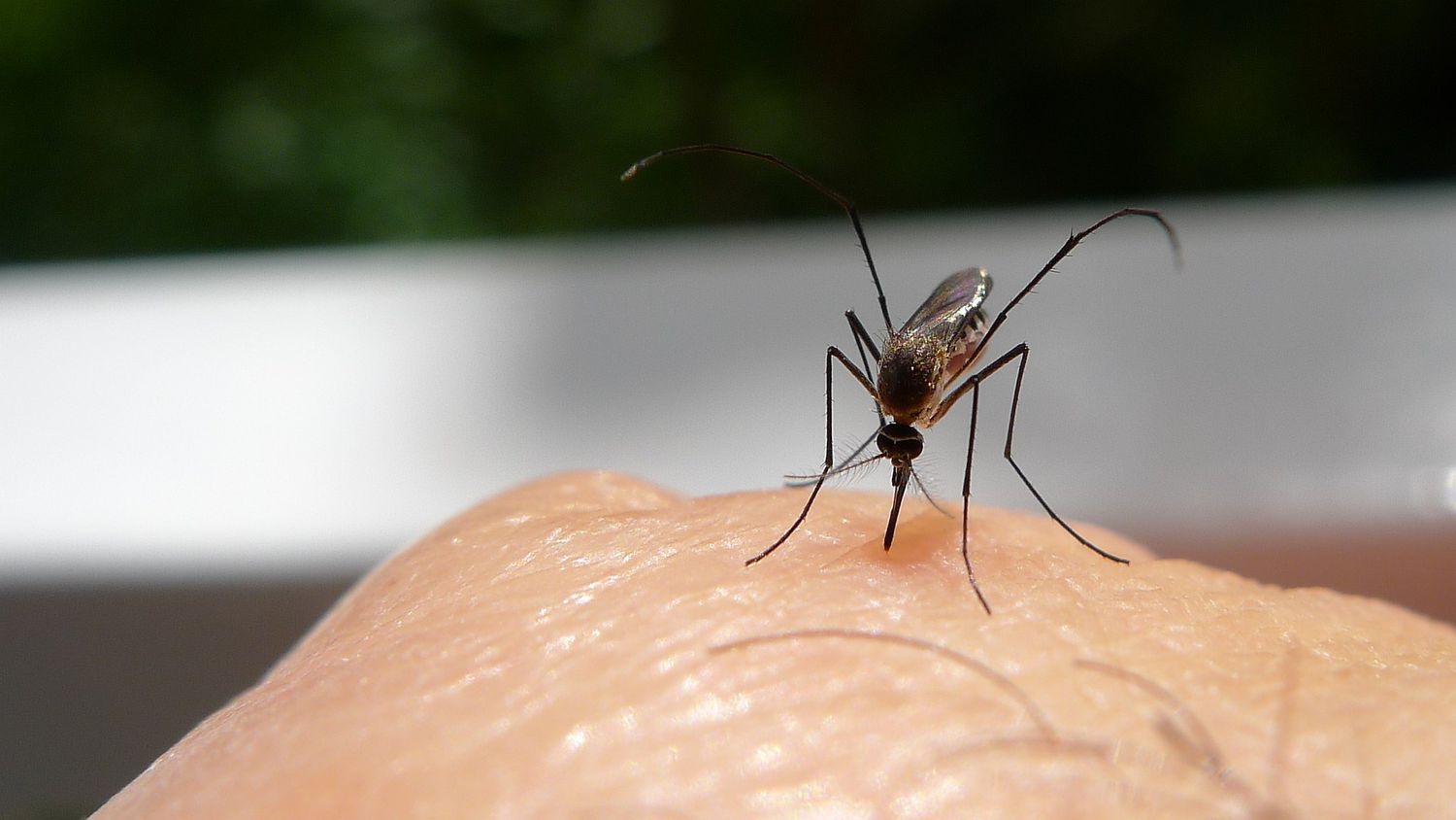 Why Does Mosquitoes Bite Me So Much?