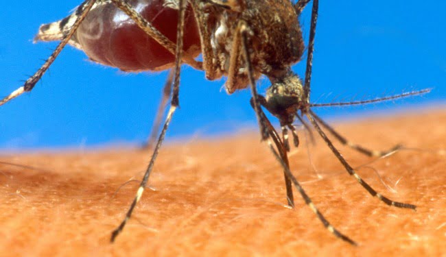 Why Don'T We Just Kill All the Mosquitoes?