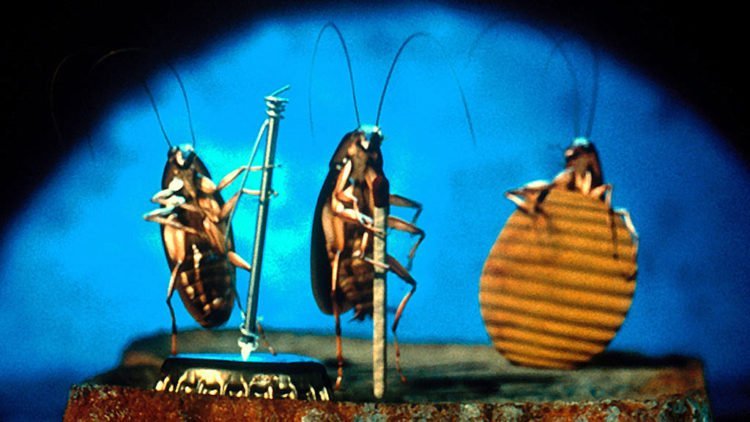 Why were Roaches Made?