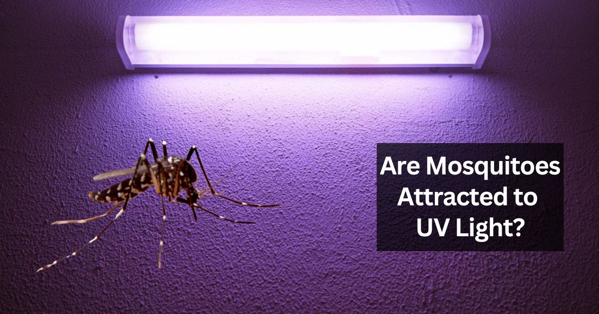 Are Mosquitoes Attracted to UV Light