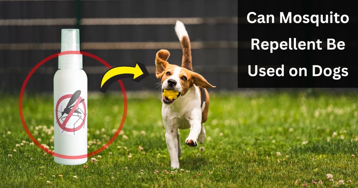 Can Mosquito Repellent Be Used on Dogs