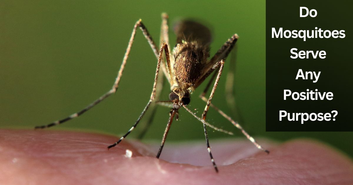 Do Mosquitoes Serve Any Positive Purpose