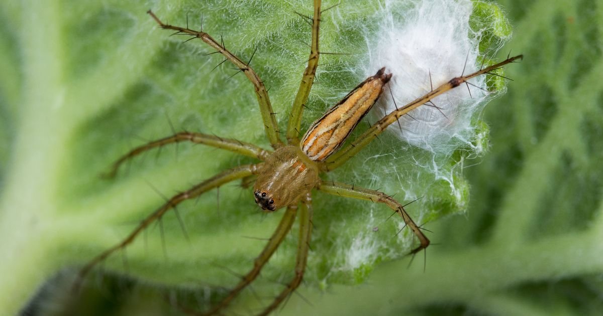 How Do You Know If Spider Eggs Have Hatched How Do You Know If Spider Eggs Have Hatched